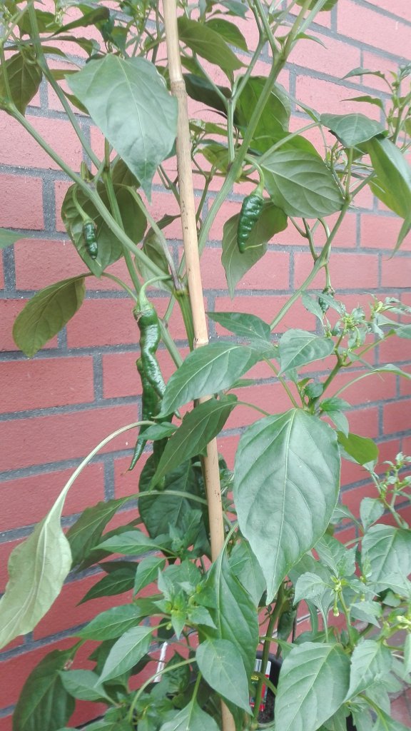 Lidl Cayenne