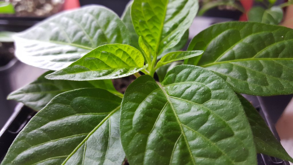 Limon F4 Monster