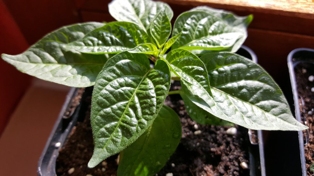 Limon F4 Nr.5