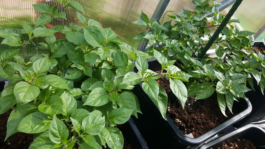 Limon Nr.5er