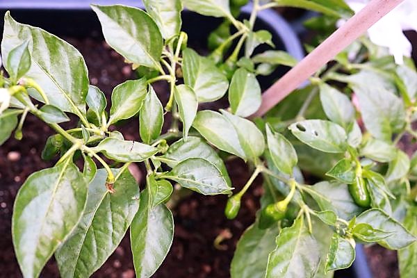 Limon x PDN F4
