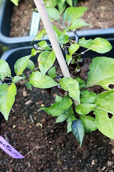 Limon x PDN F4