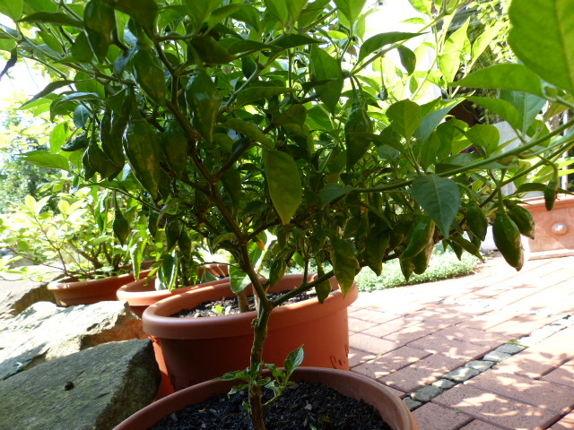 Limon
