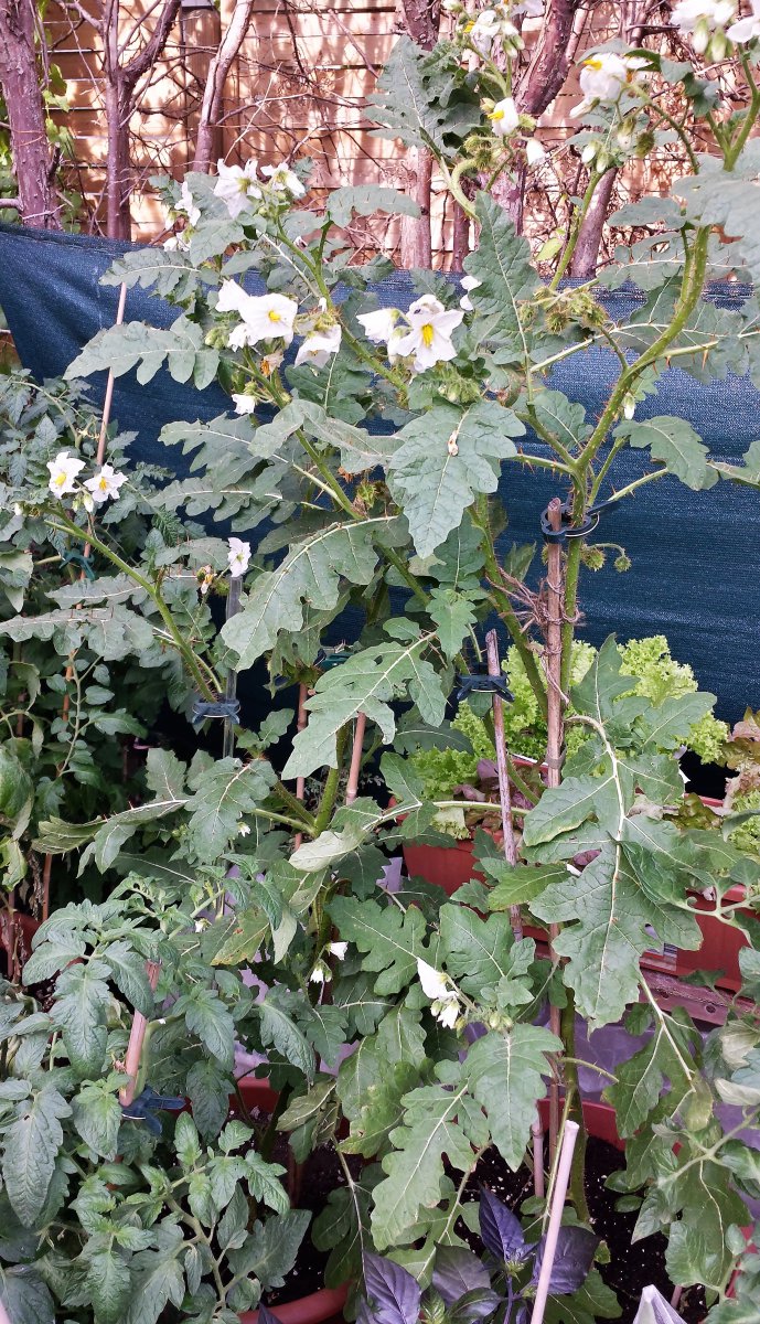 Litschi Tomate
