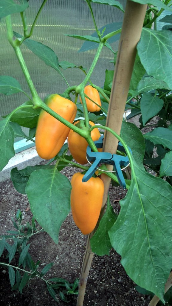 Lunchbox_Pepper_orange_reife_Fruechte