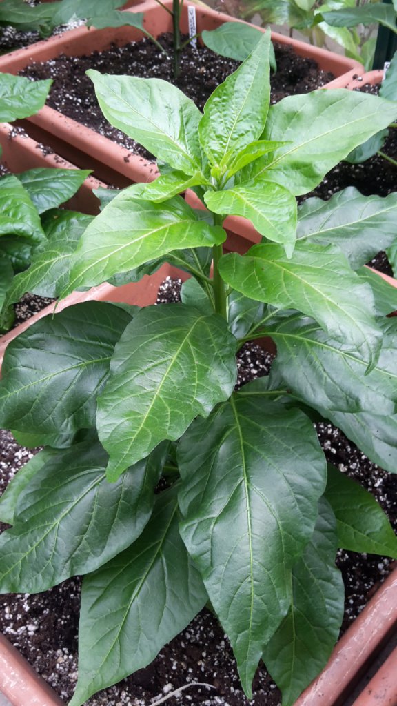 Madre De Rios Capsicum Frutescens Wild