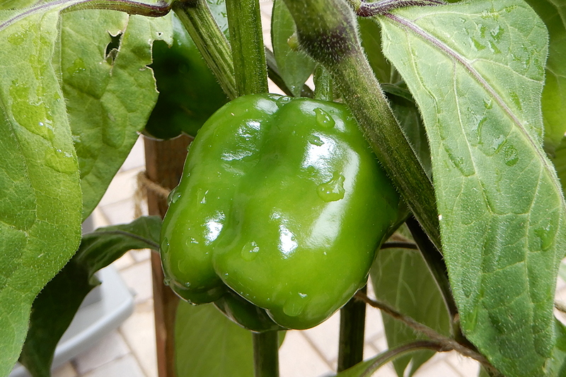Manzano Michoacan