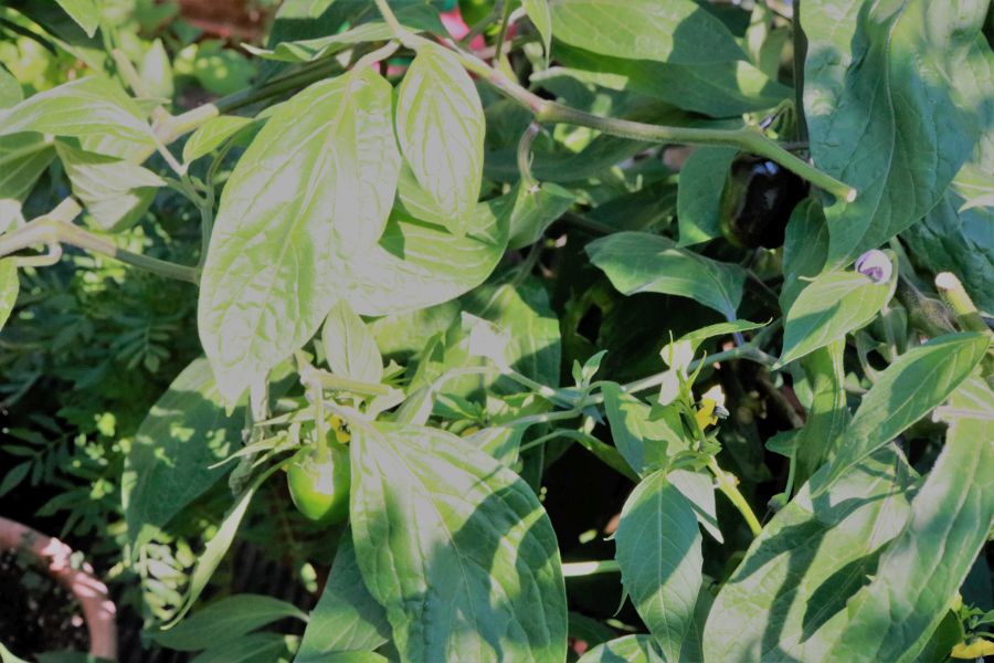 Manzano Michoacan