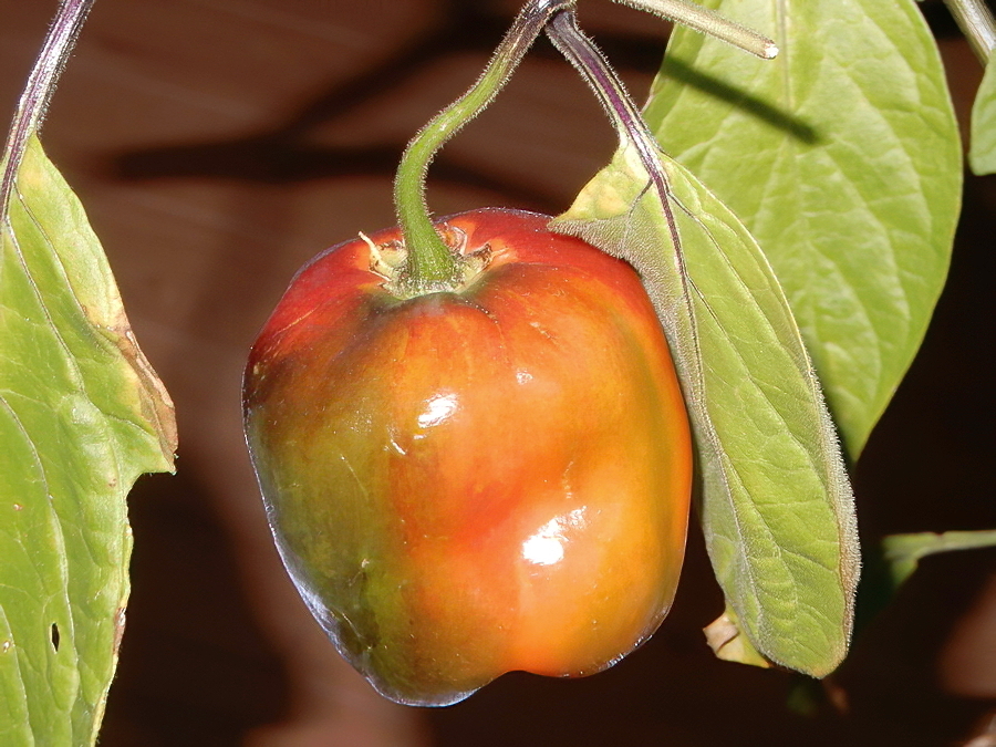 Manzano Michoacan