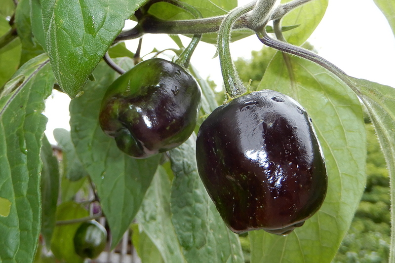 ManzanoMIchoacan