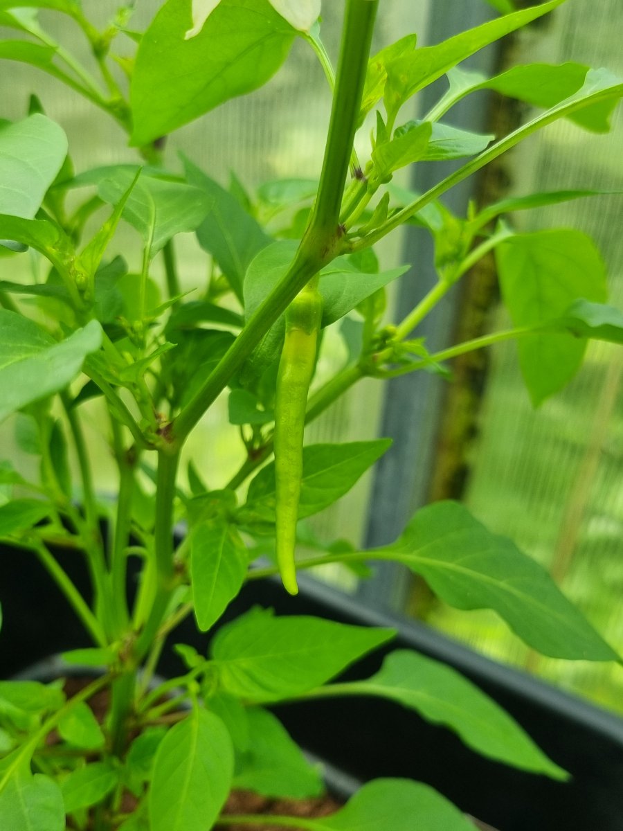 Marie's Annuum 09.06.2025