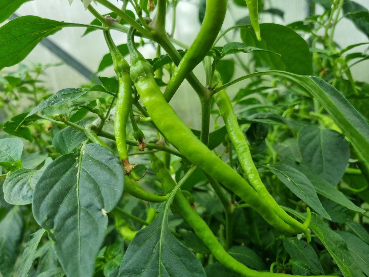 Marie's Annuum 09.07.2025