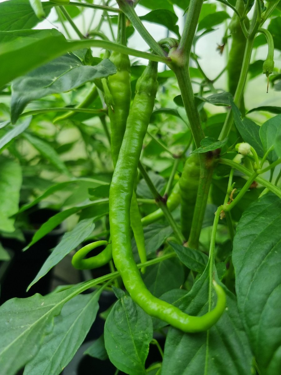 Marie's Annuum 09.07.2025