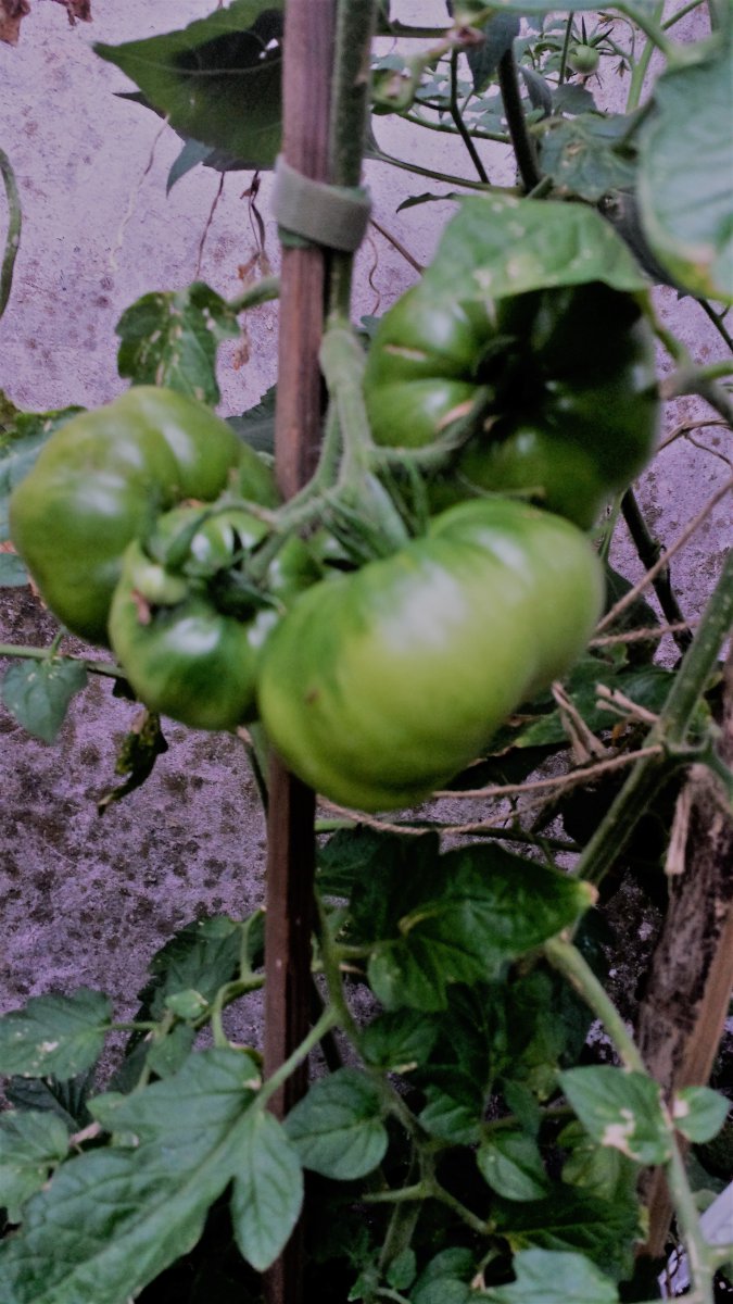 Marmande