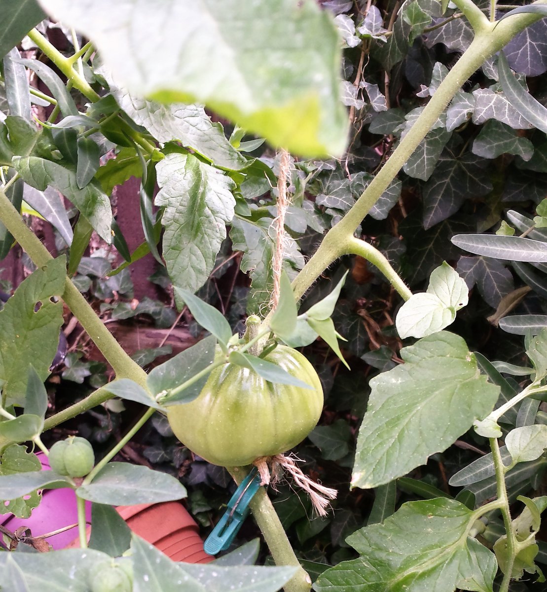 Marmande
