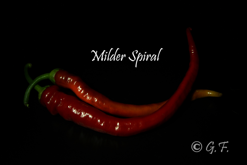 Milder Spiral