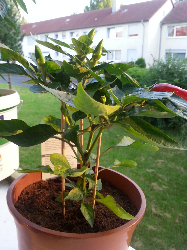 Mini Chili Scharf 2