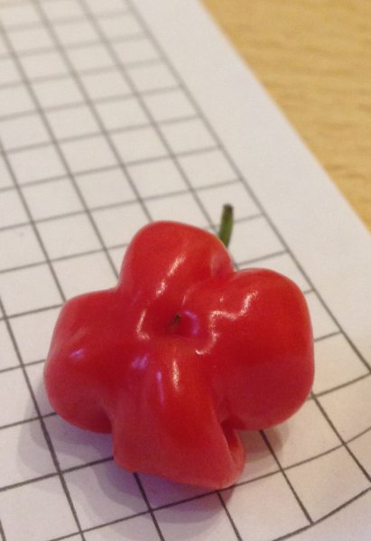 Mini-Habanero