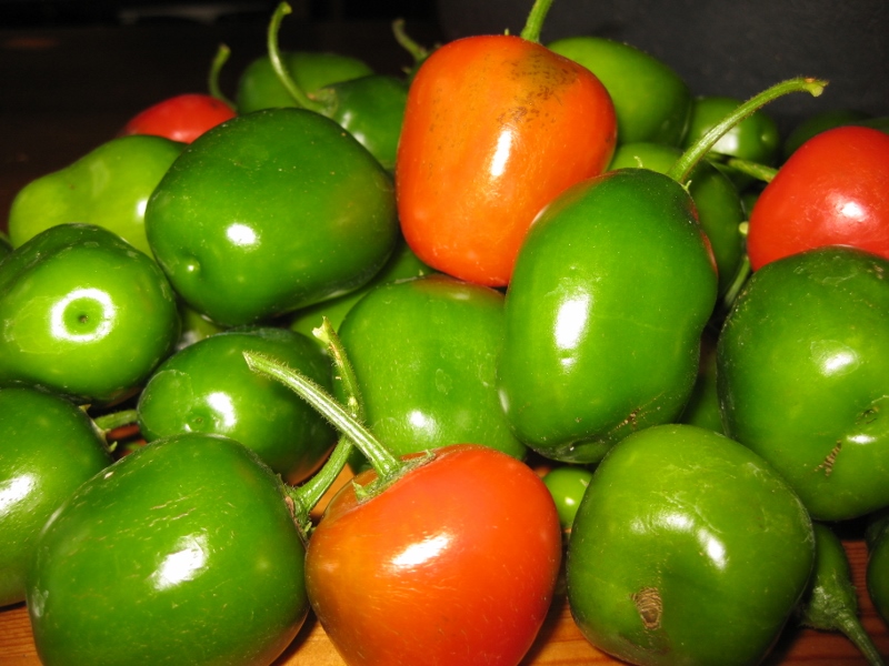 Mini Ricoto Red alle Beeren