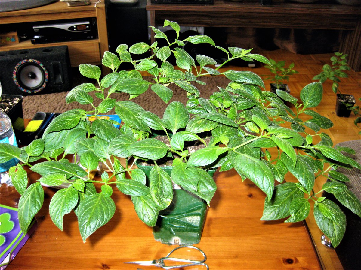 mini Rocoto