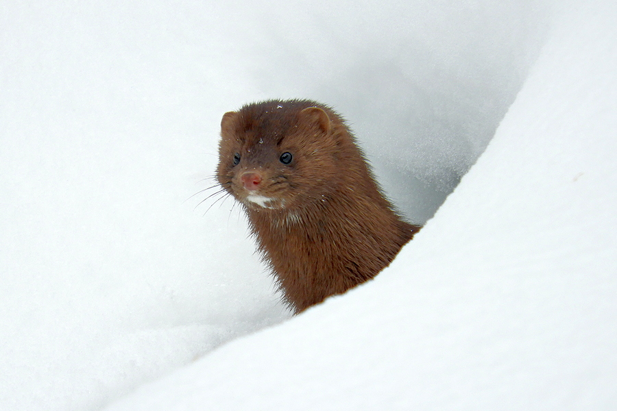 Mink