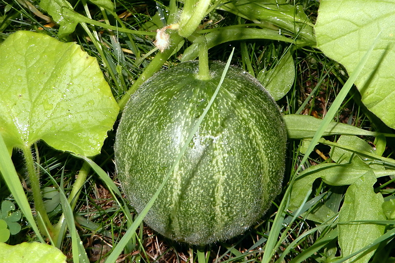 Minnesota Midget