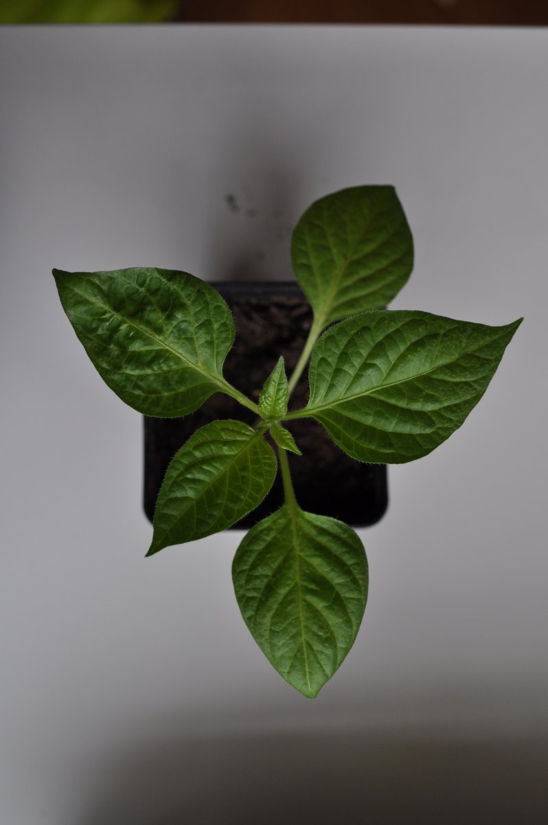 Mmini Rocoto.jpg