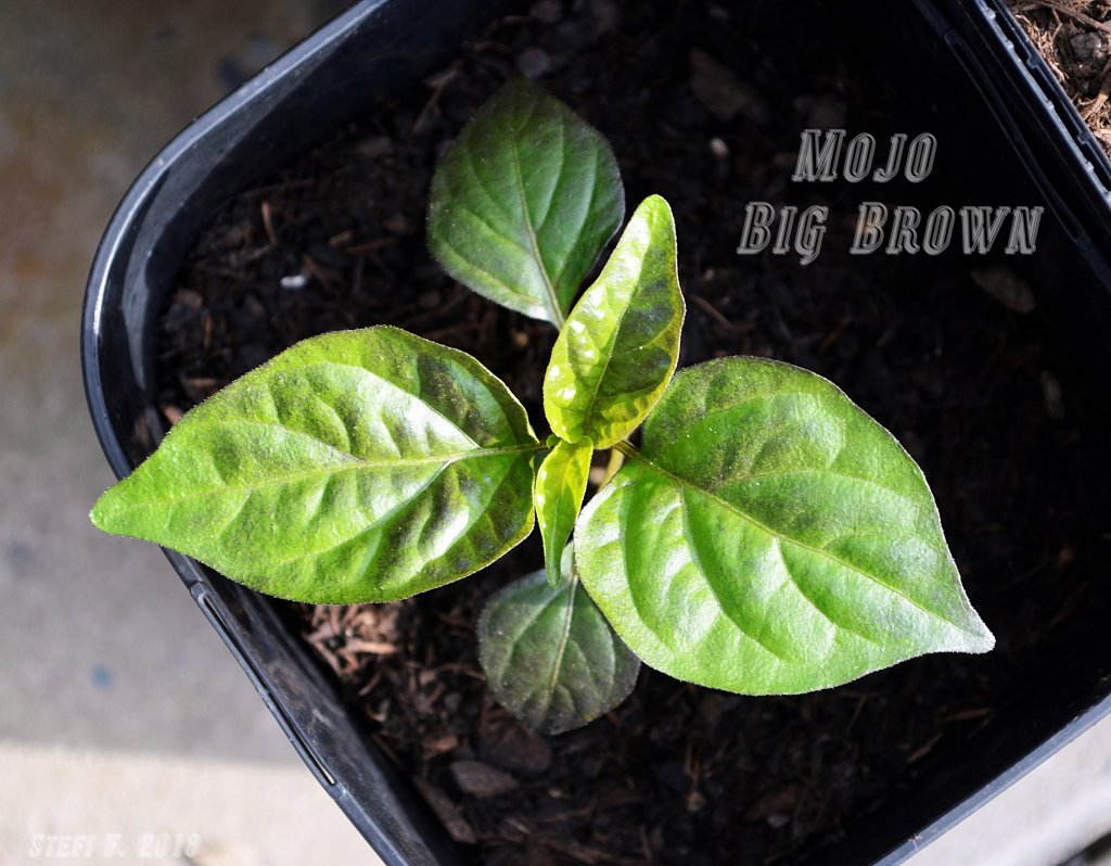 Mojo Big Brown (sollte sein)
