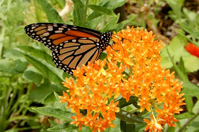 Monarch im Garten