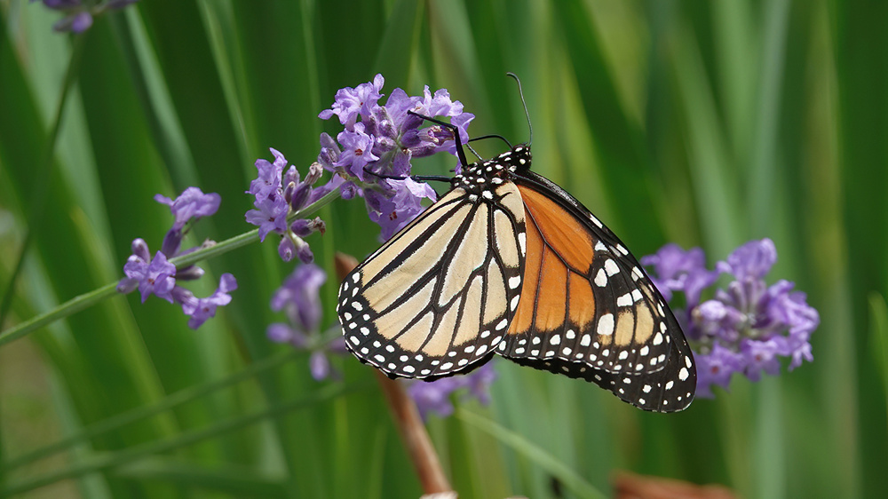 Monarch