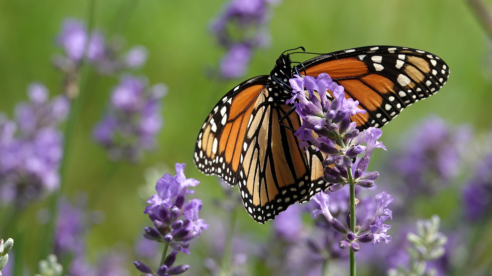 Monarch