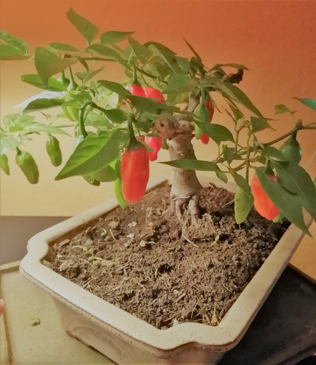 Monster x Flausch Fire F1
