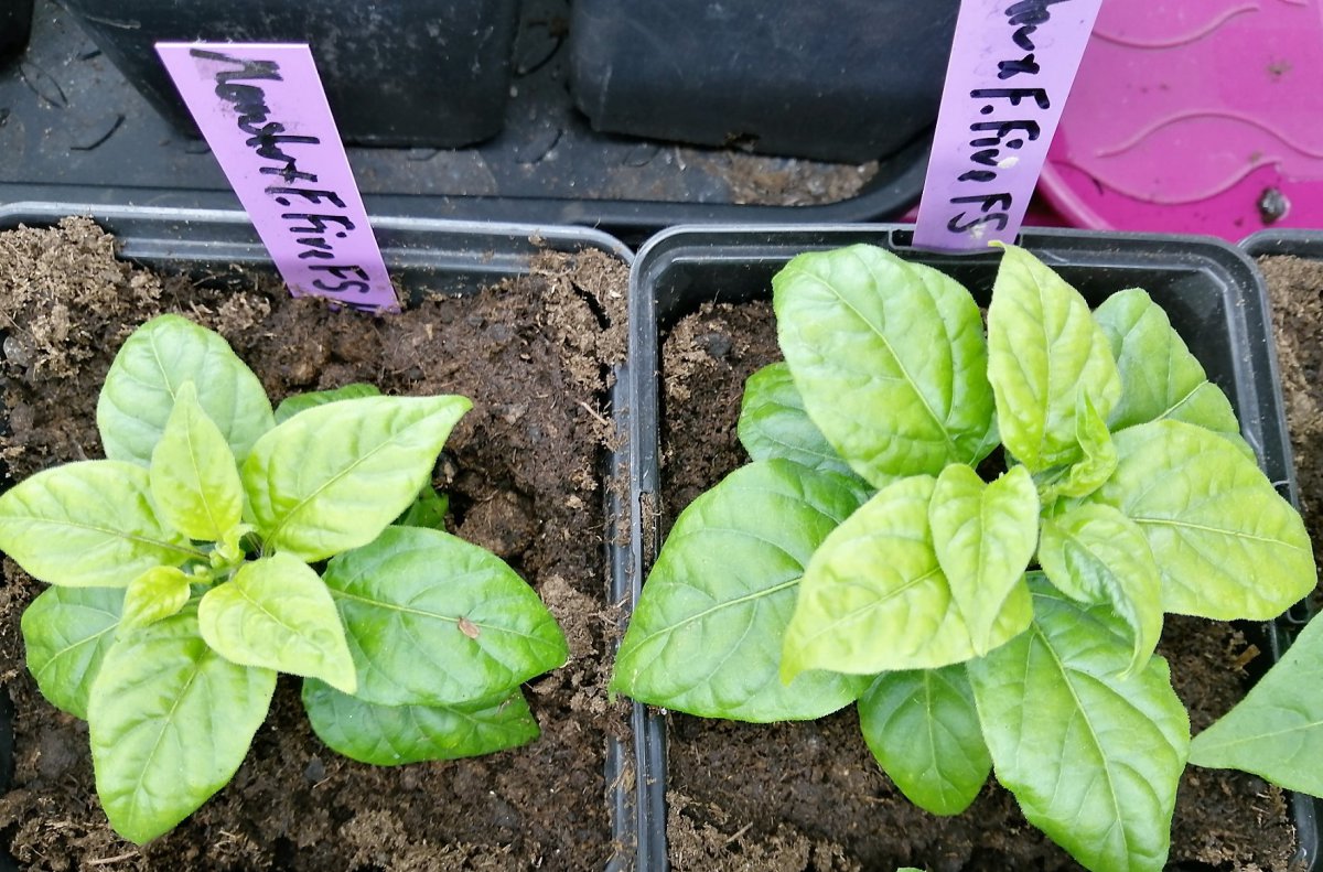 Monster x Flausch Fire F5-links Mild