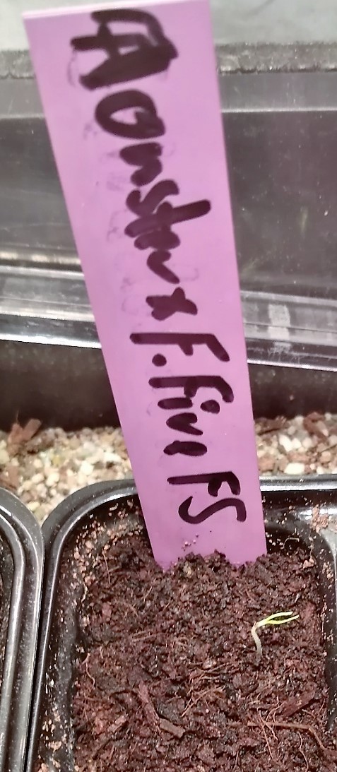Monster x Flausch Fire F5