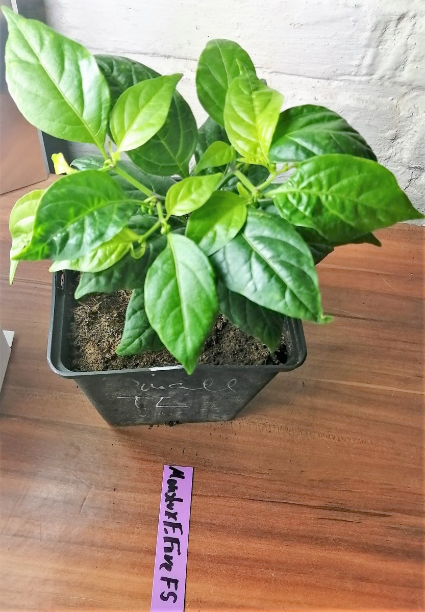Monster x Flausch Fire F5