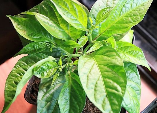 Monster x Flausch Fire F5