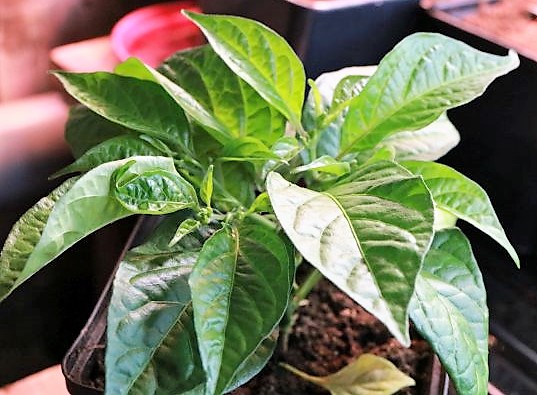 Monster x Flausch Fire F5