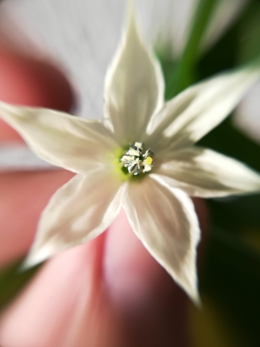Morita Blüte (2).jpg