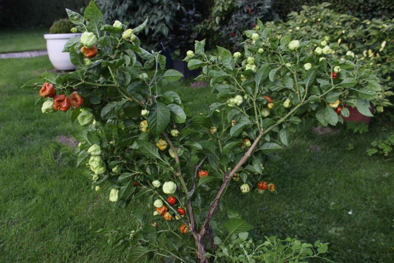 Moruga_CAramel_IMG_5235