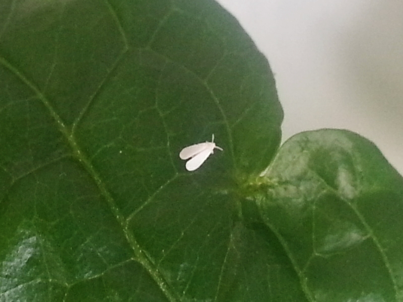 Mottenschildläuse; Weiße Fliege (Aleyrodoidea)