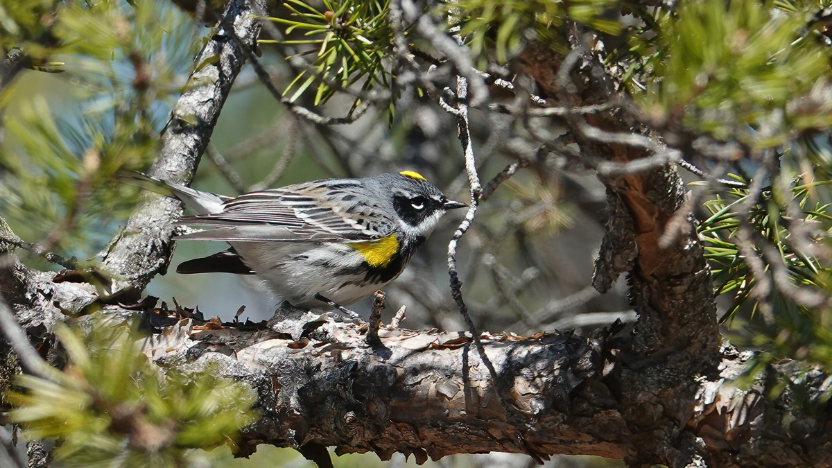 Myrtle Warbler