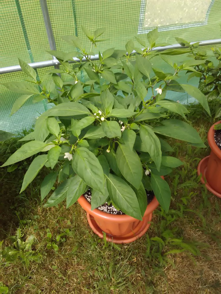 N. Lemon Spice 1 15.7