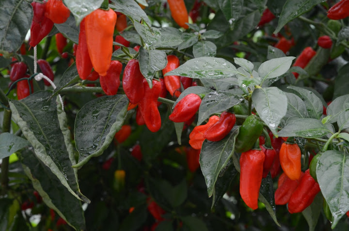 Naga morich