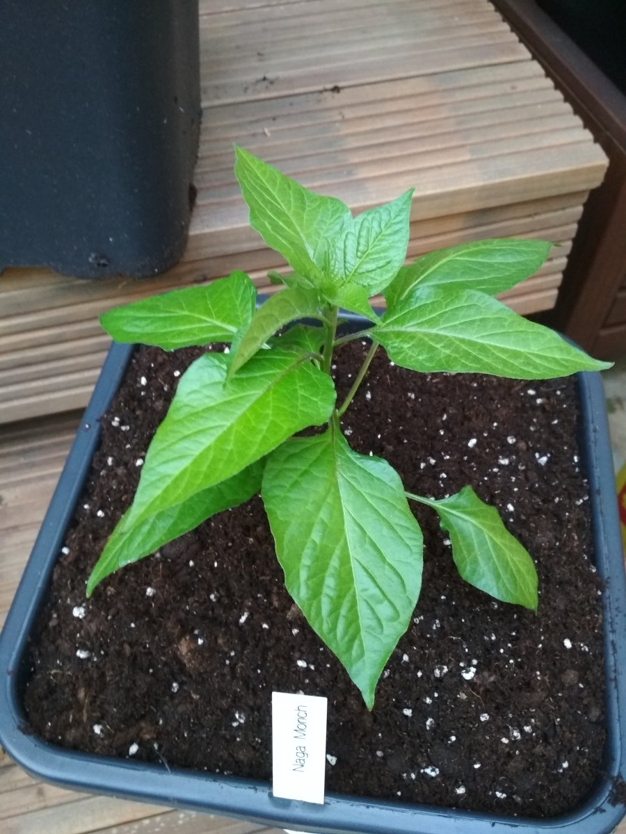 Naga_Morich (2).jpg