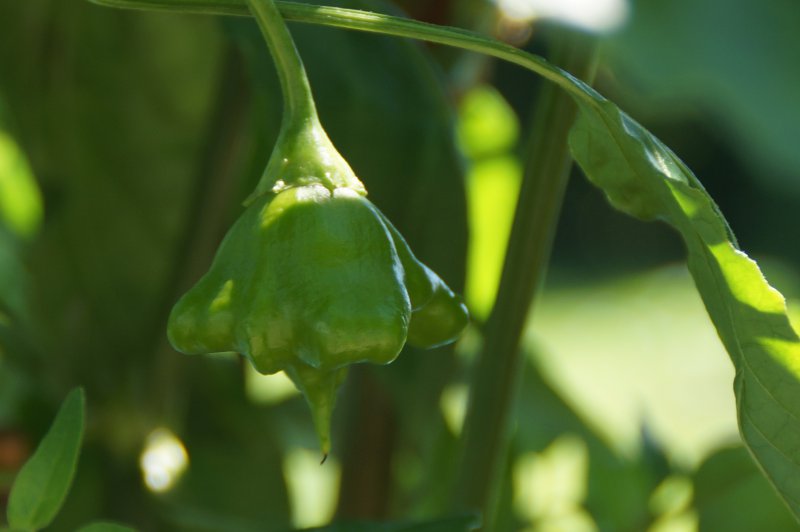 Nepalese Bell mit Stachel