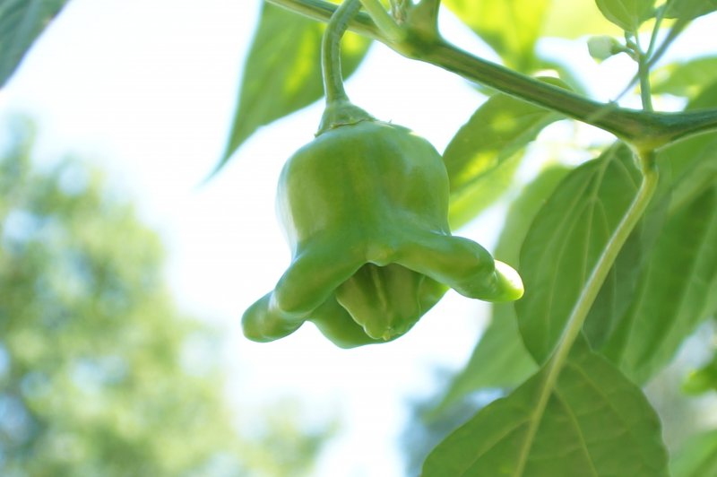 Nepalese Bell