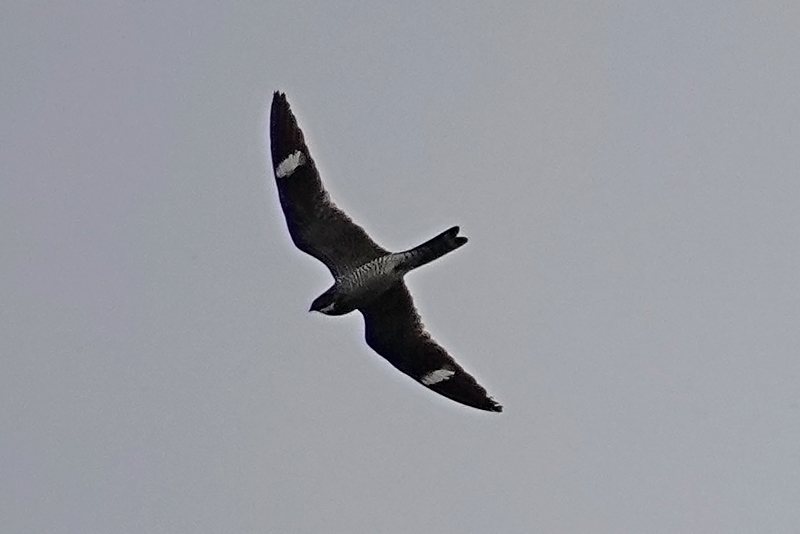 Nighthawk