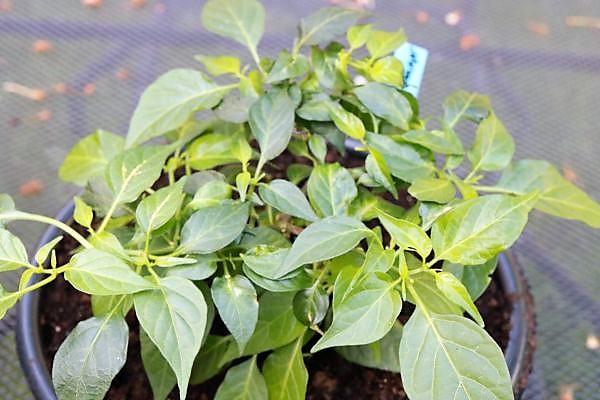 NuMex Trick or Treat x Chupetinho White F2 - "Tricky Chupetinho Apricot"