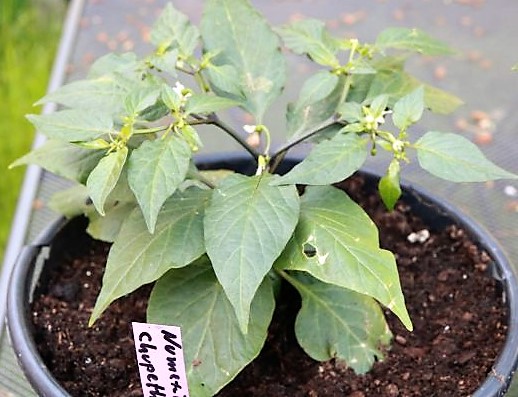 NuMex Trick or Treat x Chupetinho White F2 - "Tricky Chupetinho Apricot"