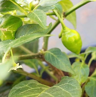 NuMex Trick or Treat x Chupetinho White F2 - "Tricky Chupetinho Apricot"
